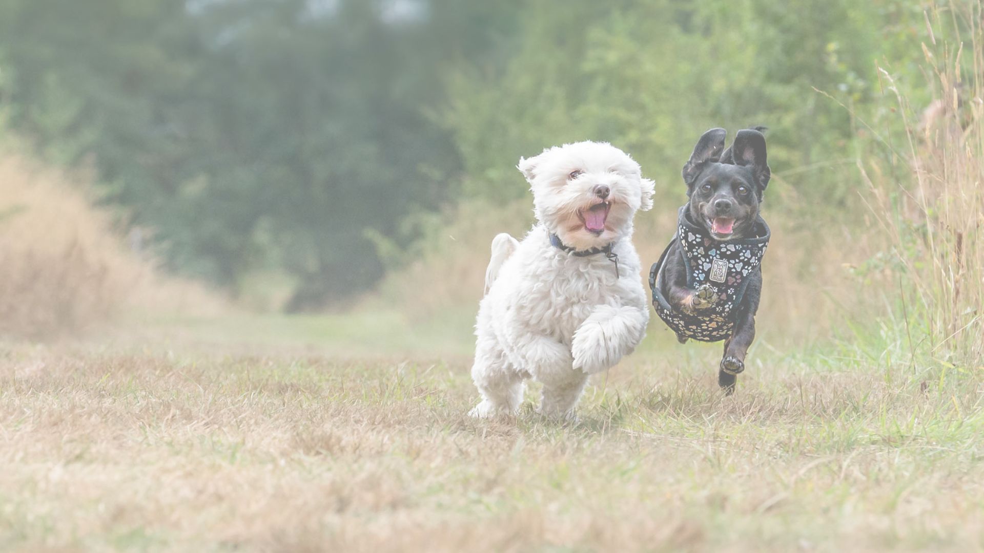 Landing Page Headers (86)